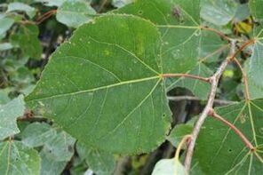 The use of Aspen to improve power